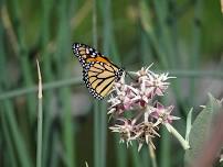 Annual Butterfly Count