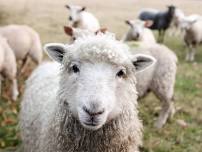 New York State Sheep & Wool Festival — Wendy G. Jensen, Basketmaker