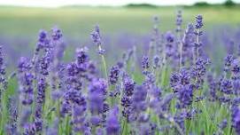 Lavender Workshop at ONX Wines