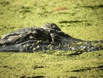 Alligator Adventure