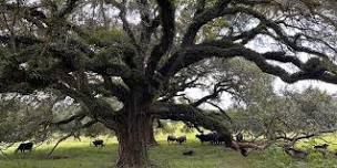 Bayou Sarah Farms + Heirloom Cuisine = Lunch, Margaritas, and Farm Tour