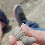 Outdoor Explorers- Rockford Fossil Park fieldtrip