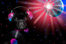 Dog Rave Party !