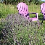 The Lavender Patch – Lavender Saturdays in June on Locust Road