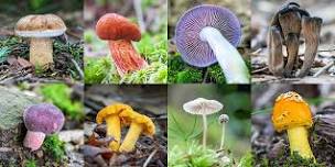 Guided Mushroom Walk: Early Summer Mushrooms