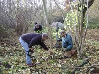 Coppicing with Ian Wilson