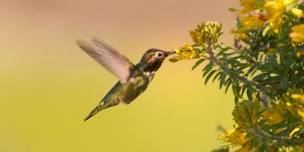 Birds of the Central Arizona Highlands