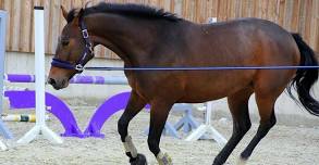 Marysville, WA 40SC - Go As a Group to SMC Horsemanship Open Barn Day