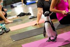 Penguin Yoga!