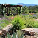 Nature Sketching at the Santa Fe Botanical Garden with Georgia O’Keeffe Museum