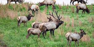 Buchanan County Elk Tour with The Nature Conservancy