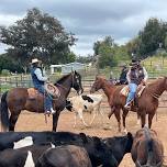 ***FULL*** RDVC Cattle Fun Day