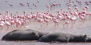 Lake Nakuru National Park Private Day Tour