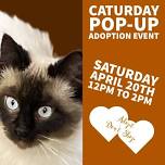 Caturday Pop-Up Adoption Event