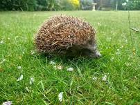 Hedgehog stall at Tesco