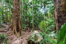 5-Day (6 night) Rainforest Silent Meditation Retreat - in Far North Queensland.