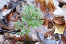 Summer Nature Series: Ancient Plants — South Hero Land Trust