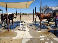 June 17-20, 2024 Summer Horse Care Camp (Non-Riding)