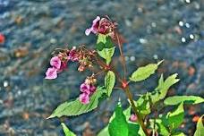 Himalayan Balsam Action in Cwmbran - Sat 15th June