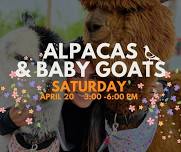 Alpacas & Baby Goats at Eavesdrop!