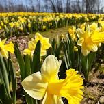 Living History Day at Dancing Daffodils