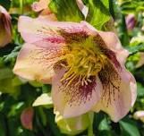 Edward Smith 'Hellebores'