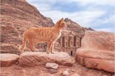 Private Horse Riding Tour in Petra: Tomb Haroun Trail with Certified Horses