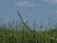 Bird Walk with Mary Ellen Krober