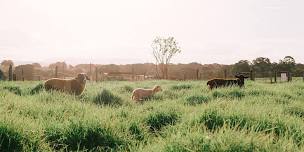 Weekend Farm Tours