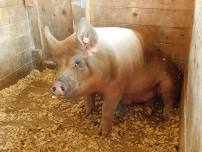 88th Potter County Fair