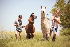 Llama & Goat Ranch Camp