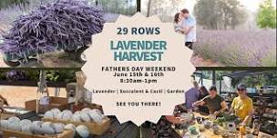 29 Rows Lavender Annual Harvest