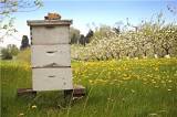 Greene County Beekeepers Association Honey Harvest