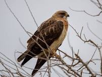 Lafayette Birds! First Sunday Bird Watching — Boulder County Audubon