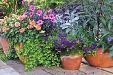 CONTAINER GARDENING LIKE A PRO (PM SESSION) - CLASS IS FULL