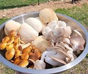 Benefits of Mushrooms - FREE SEMINAR