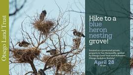 Hike to a blue heron nesting grove! — Otsego Land Trust