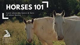 Horses 101