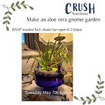 Make and take aloe Vera gnome garden