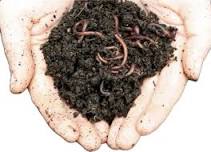 Vermicomposting Class