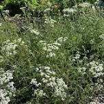 Budding Herbalist Workshop