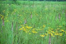 Oak Openings Wildflower Walk (Adults and 12+)