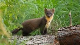 Wild Weekends: Pine martens in the Shropshire Hills