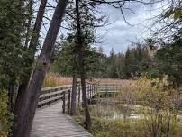 Woods walk at Jack Pine Trail