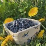 Hand Building Workshop: Berry Box