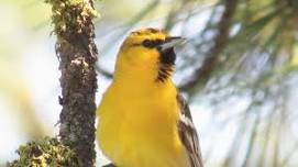 Wenas Campout — Spokane Audubon Society