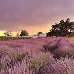 Dinner in the Lavender