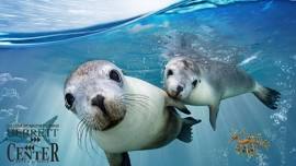 Sea Lions: Life by a Whisker