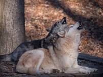 Wolf Keeper Talk