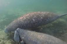 Swim With Manatees In Crystal River, Florida